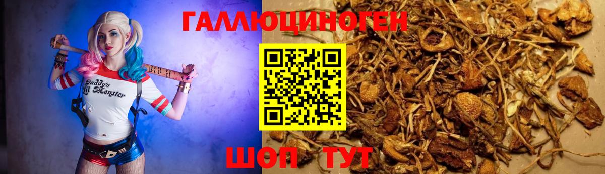 Псилоцибиновые грибы Psilocybine cubensis  Вход с VPN  Славянск-на-Кубани 